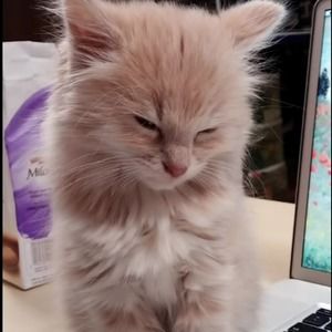 Meet your Posher, Sofia